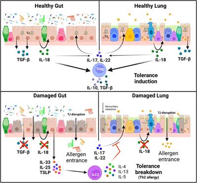 Beyond allergic progression: From molecules to microbes as barrier modulators in the gut-lung axis functionality